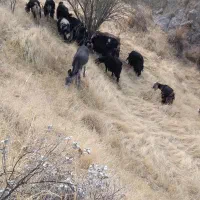 کوری خر ماده