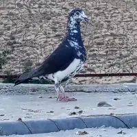 کبوتر پلاکی