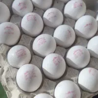 پخش تخم مرغ زرده طلایی|عمدهفروشی|تهران, خلیج فارس|دیوار