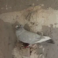 فروش قره الماسی کاکل|پرنده|فسا, |دیوار