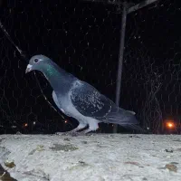 فروش دسته سبز و پولک سار