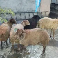 گوسفند بره نر کاور نر نژاد مغانی درجه یک