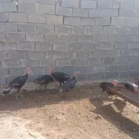 بوقلمون|حیوانات مزرعه|اندیمشک, |دیوار