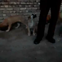 با این شماره تماس بگیرید|سگ|کبودرآهنگ, |دیوار