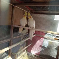 عروس هلندی کارداده بالغ