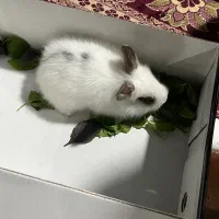 خرگوش خوشگل