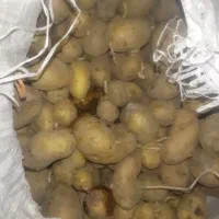 بذر سیب زمینی