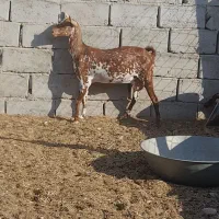 فروش بز صلاله آبستن نزدیک و درجه یک