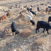 فروش تعدادی بزداشتی|حیوانات مزرعه|لوداب, |دیوار