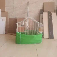 یک جفت طوطی برزیلی رنگ خاص