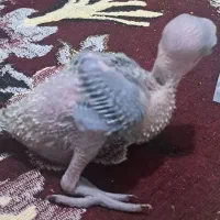 جوجه ملنگوسرلاکی وجوجه گیرینچیک آناناسی دبل رد|پرنده|شیراز, شهرک رضوان|دیوار