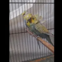 مرغ عشق پروانه ایی رنگ خاص