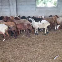 ۲۷ راس گوسفند قوچ خورده جوان برای داشتی