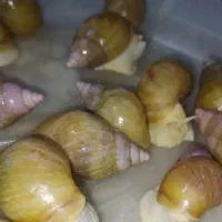 حلزون تعداد زیاد فقط دانه ای  پانزده هزار تومان|خزنده|قزوین, |دیوار