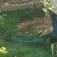 جوجه طاووس گمشده