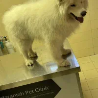 سامویید سه ساله