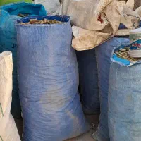 بلوط گونی گرفته یه نیسان