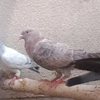 کبوتر