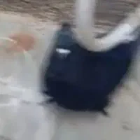 کمتر دم سفید خوش رنگ ۷ تا ۸ معاوضه با مرغ عشق