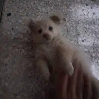 سگ پامر|سگ|خمینی‌شهر, |دیوار