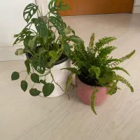 گل طبیعی