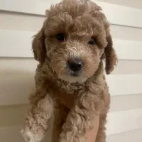 پودل|سگ|مشهد, اقبال|دیوار