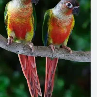 گرینچیک گیرینچیک ملنگو  گالارز|پرنده|تهران, دردشت|دیوار