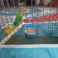 طوطی بریزلی نر آماده