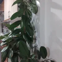 گل گوش فیلی