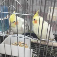 عروس هلندی مولد