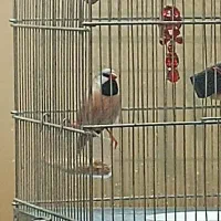 فنچ کرواتی خاص