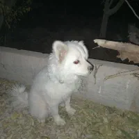 سگ پاکوتاه حرف گوش جا گذاشتم|سگ|رباطکریم, رباطکریم|دیوار