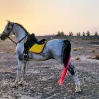 نریون عرب خالص ایرانی