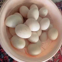 تخم مرغ لاری با نژاد