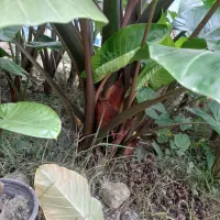 گل بابا آدم|گل و گیاه طبیعی|شاندرمن, |دیوار