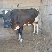 گاو چاق