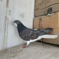 کفتر،کبوتر دمگیر زره ای مخملی|پرنده|اصفهان, بوستان ناژوان|دیوار