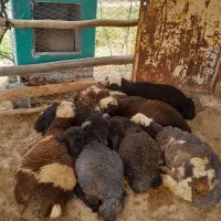 راهنمایی کنید برای بره پرواری