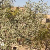 معاوضه ۲۶۰۰مترباغ بایک ساعت و بیست دقیقه اب|فروش خانه و ویلا|خوسف, |دیوار