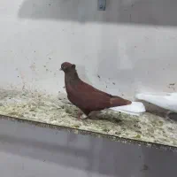 کبوتر رنگی|پرنده|اسفرورین, |دیوار