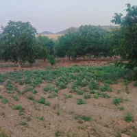 فروش باغ گردو قیمت مناسب|فروش دفتر صنعتی، کشاورزی، تجاری|تویسرکان, |دیوار