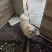 سگ اشمیت|سگ|کرمان, |دیوار