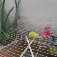 مرغ عشق عروس هلندی