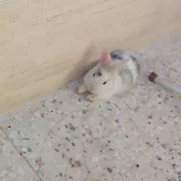 خرگوش کوچولوی بازیگوش بامزه|موش و خرگوش|شهرکرد, |دیوار