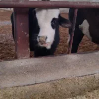 گوساله نرسمینتال