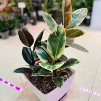 فروش گلهای آپارتمانی با مشاوره|گل و گیاه طبیعی|پردیس, فاز ۴|دیوار