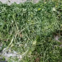 ضایعات سبزی