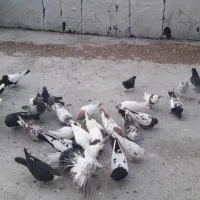 کبوتر سینه وتک پر وطوقی|پرنده|فاضل آباد, |دیوار