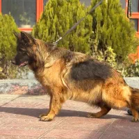 سگ ژرمن شولاین