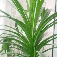 فروش گل|گل و گیاه طبیعی|اسلامشهر, شهرک سالور|دیوار